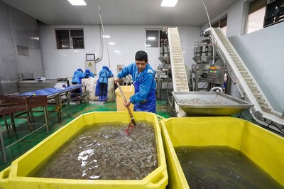 河北灤南 水產(chǎn)品冷凍加工忙，冷凍對蝦產(chǎn)業(yè)蓬勃發(fā)展