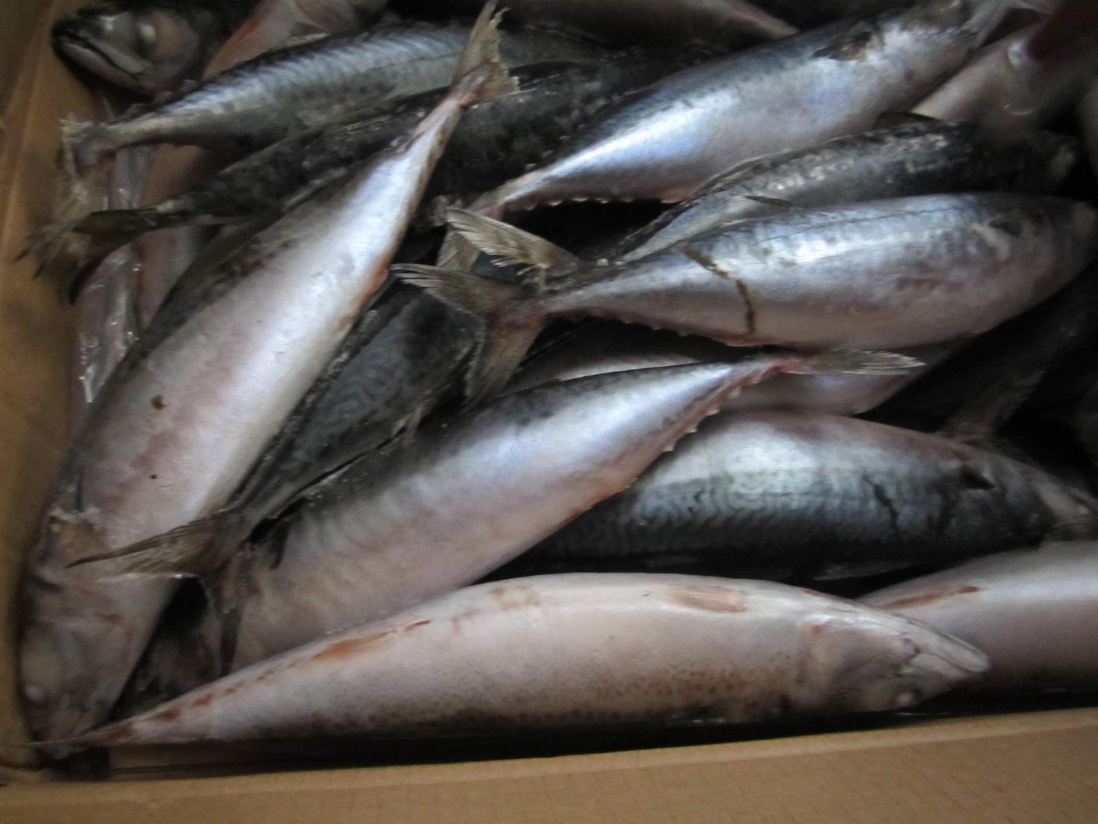 船凍青占魚(yú) 解鎖深海鮮味的冷凍水產(chǎn)品新選擇