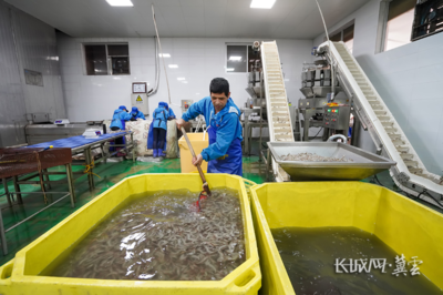 唐山灤南 冷凍對(duì)蝦加工忙，水產(chǎn)品冷鏈產(chǎn)業(yè)興