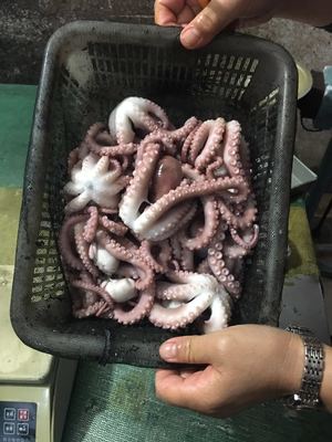 巨匠日本料理 從水產(chǎn)品冷凍加工到餐桌的匠心之旅